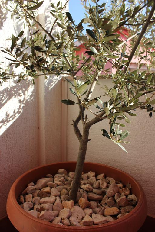 Apartman Luburic Pinezići المظهر الخارجي الصورة